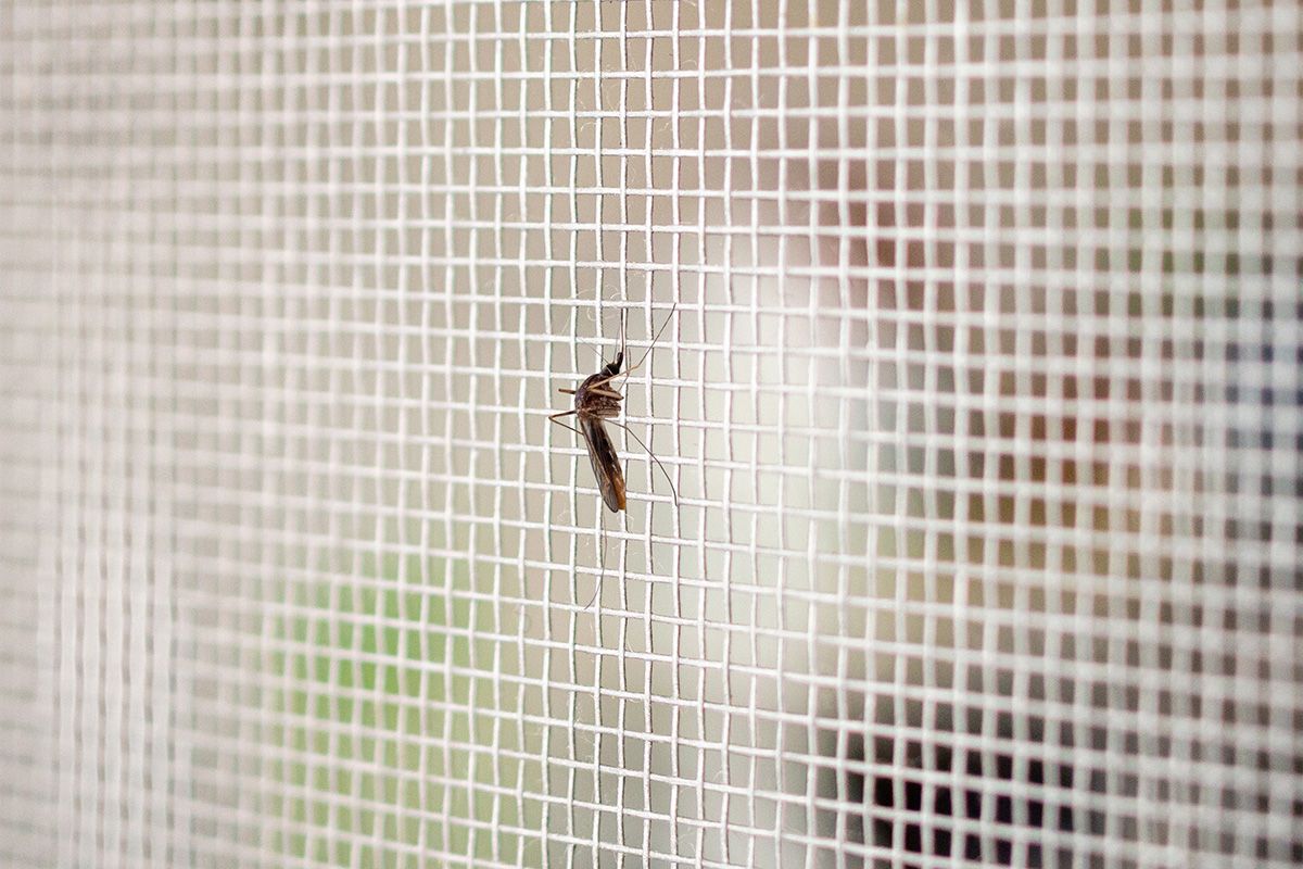 Insektenschutz